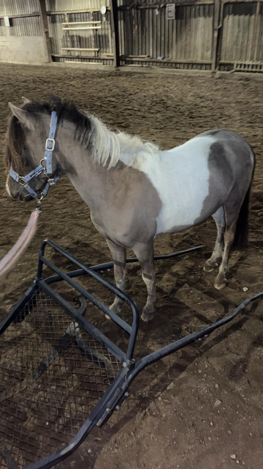 Welsh Partbred (Sec F) STEAL THE BOBBY MCGEE billede 2