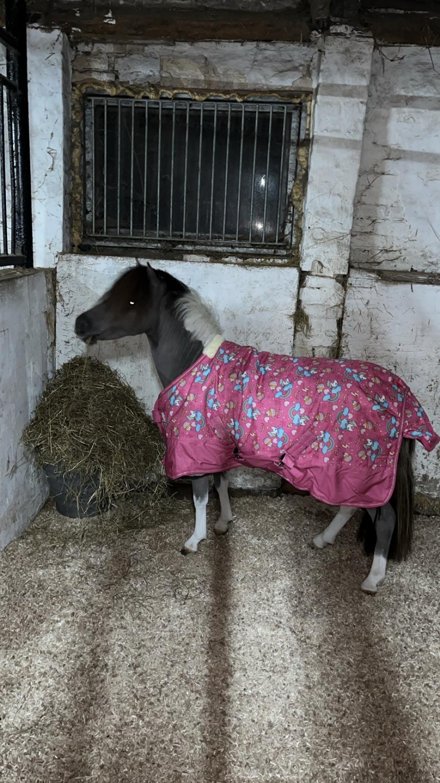 Welsh Partbred (Sec F) STEAL THE BOBBY MCGEE billede 3