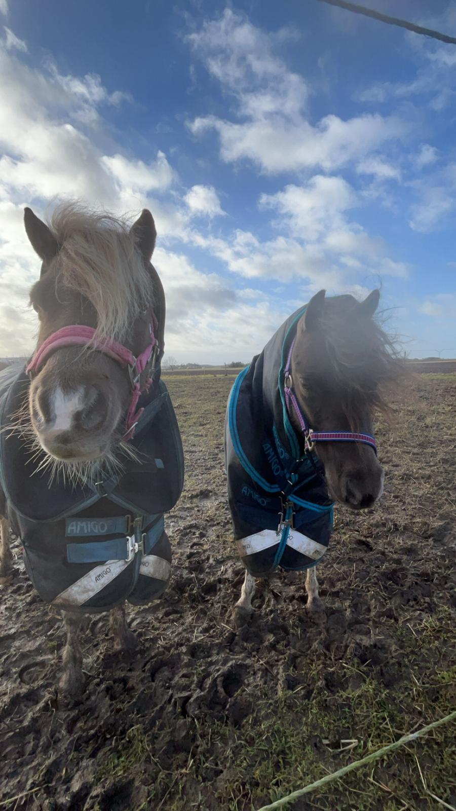 Welsh Partbred (Sec F) STEAL THE BOBBY MCGEE billede 4