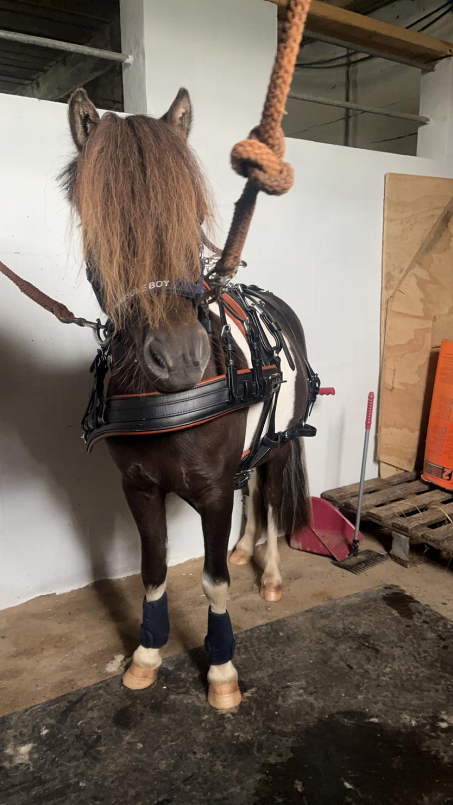 Welsh Partbred (Sec F) STEAL THE BOBBY MCGEE billede 5