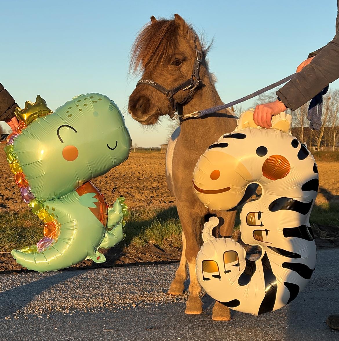 Welsh Partbred (Sec F) STEAL THE BOBBY MCGEE billede 6