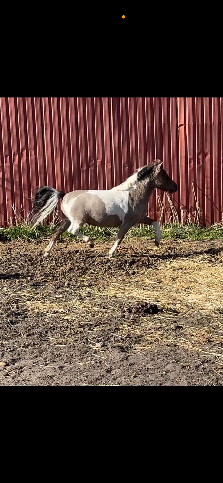 Welsh Partbred (Sec F) STEAL THE BOBBY MCGEE billede 7