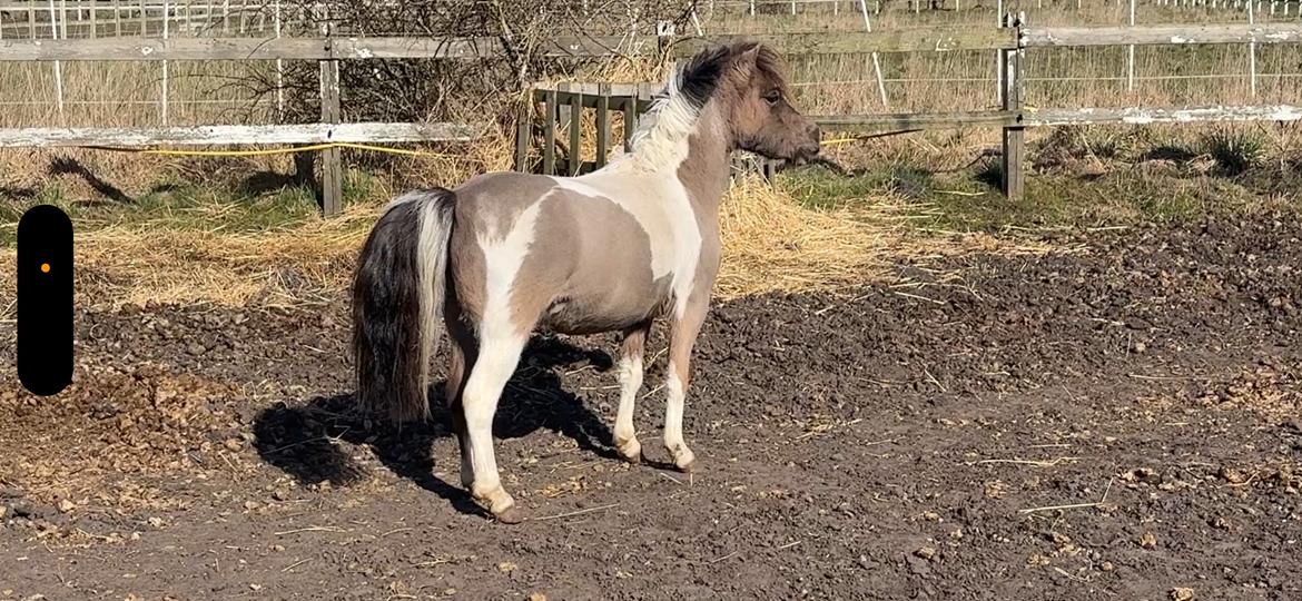 Welsh Partbred (Sec F) STEAL THE BOBBY MCGEE billede 8