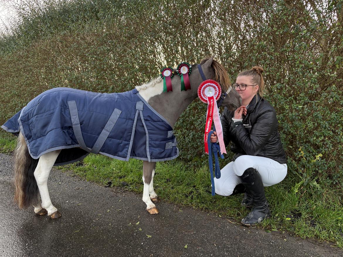 Welsh Partbred (Sec F) STEAL THE BOBBY MCGEE billede 1