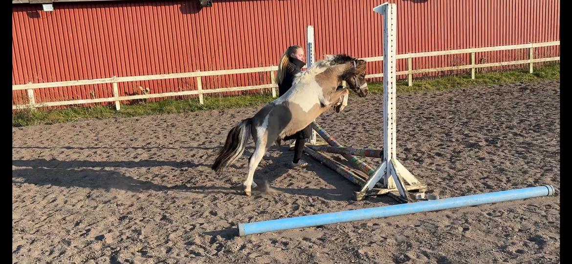 Welsh Partbred (Sec F) STEAL THE BOBBY MCGEE billede 9