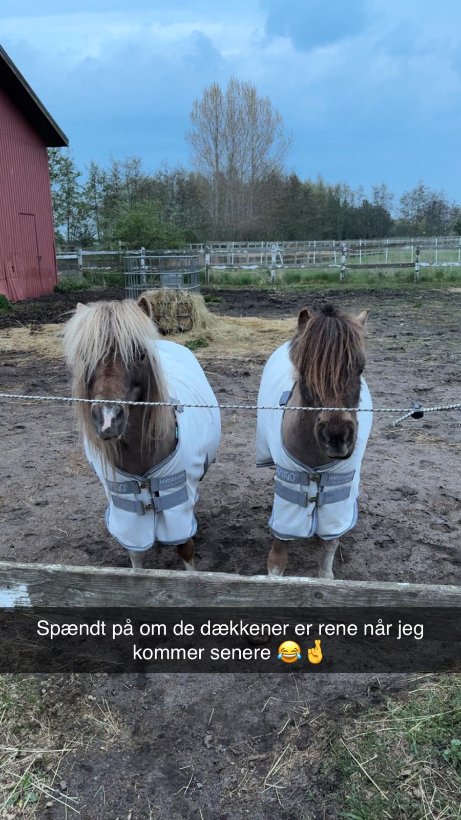 Welsh Partbred (Sec F) STEAL THE BOBBY MCGEE billede 10