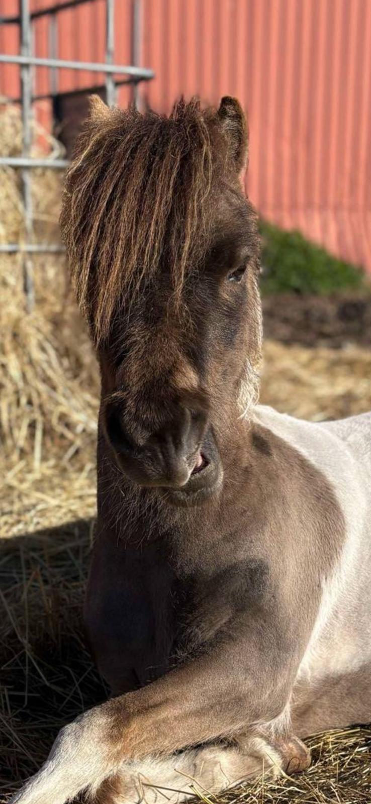 Welsh Partbred (Sec F) STEAL THE BOBBY MCGEE billede 12