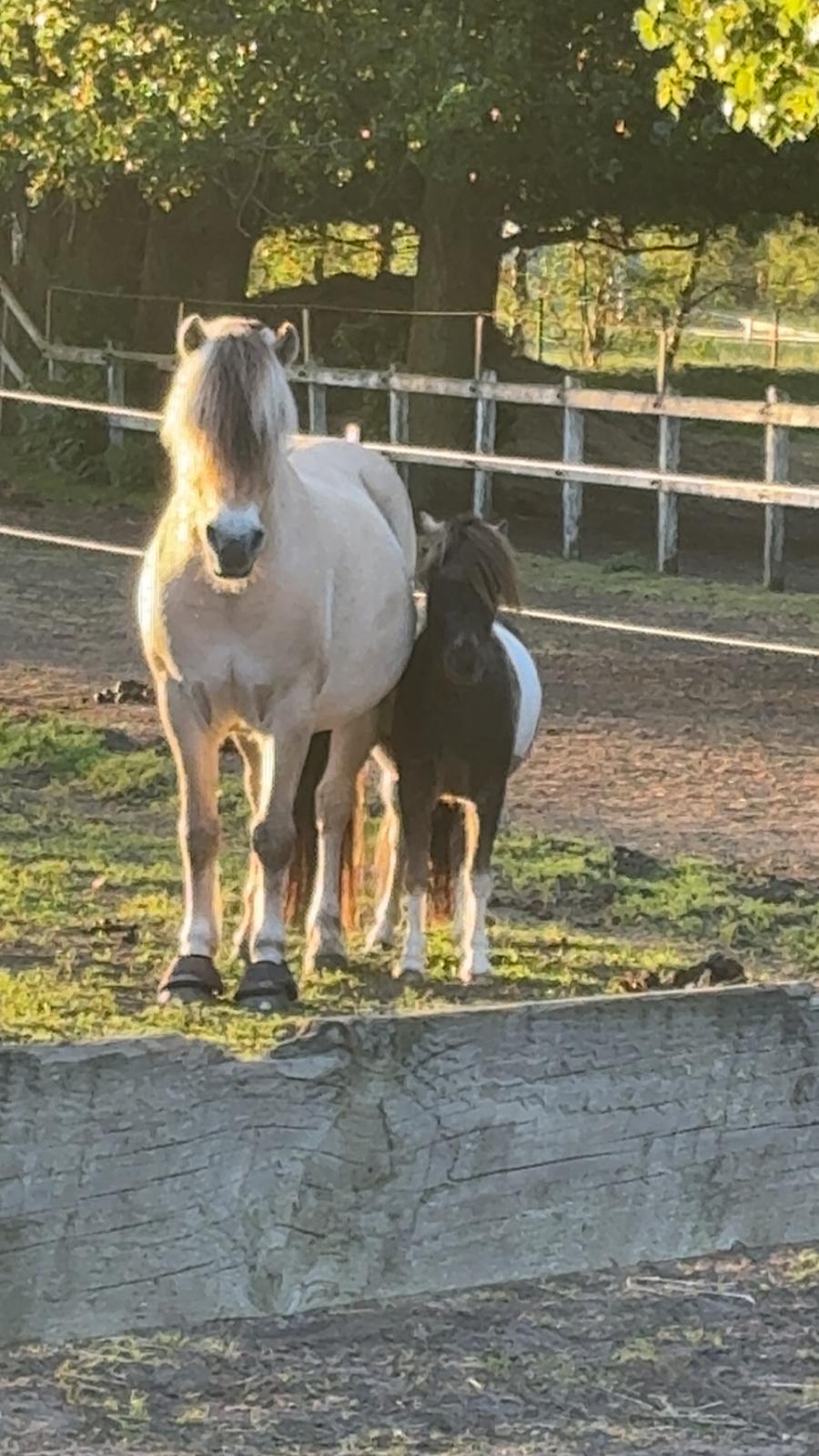 Welsh Partbred (Sec F) STEAL THE BOBBY MCGEE billede 13