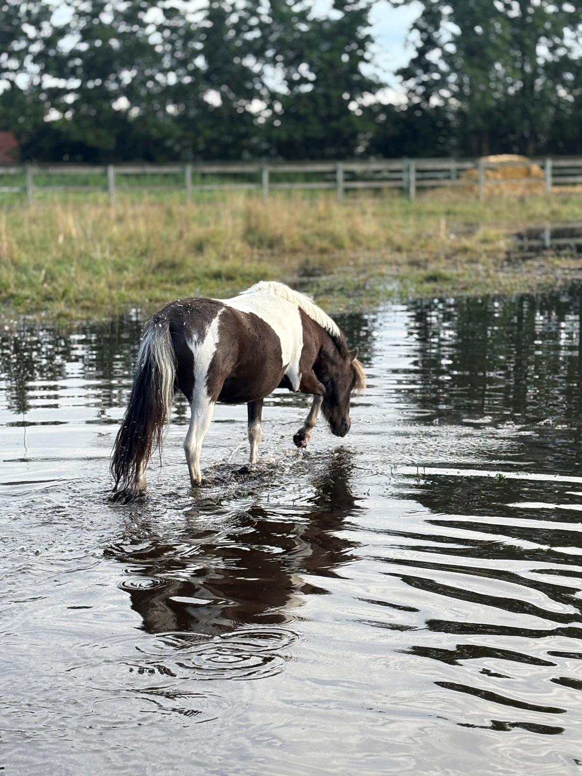 Welsh Partbred (Sec F) STEAL THE BOBBY MCGEE billede 14