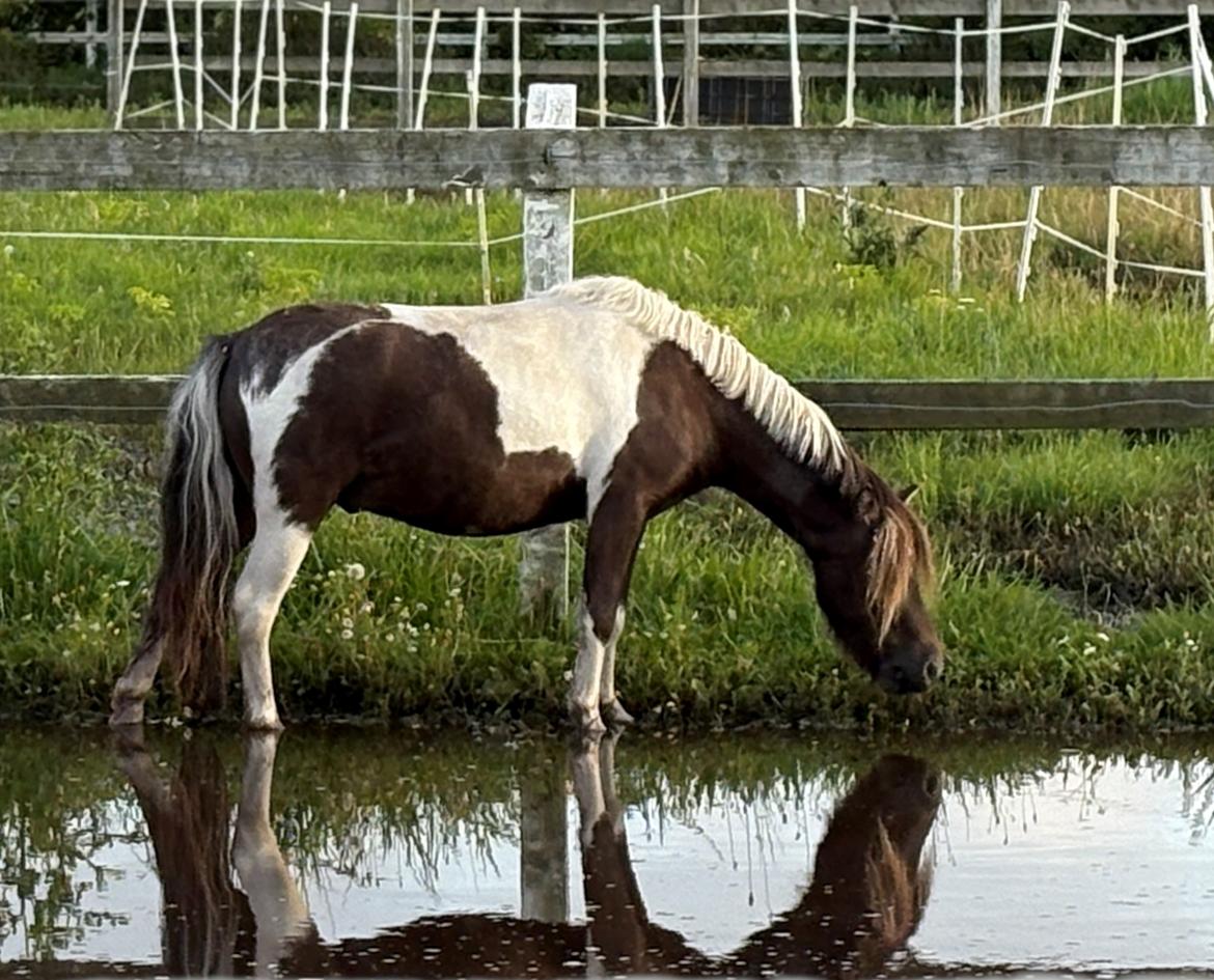 Welsh Partbred (Sec F) STEAL THE BOBBY MCGEE billede 15