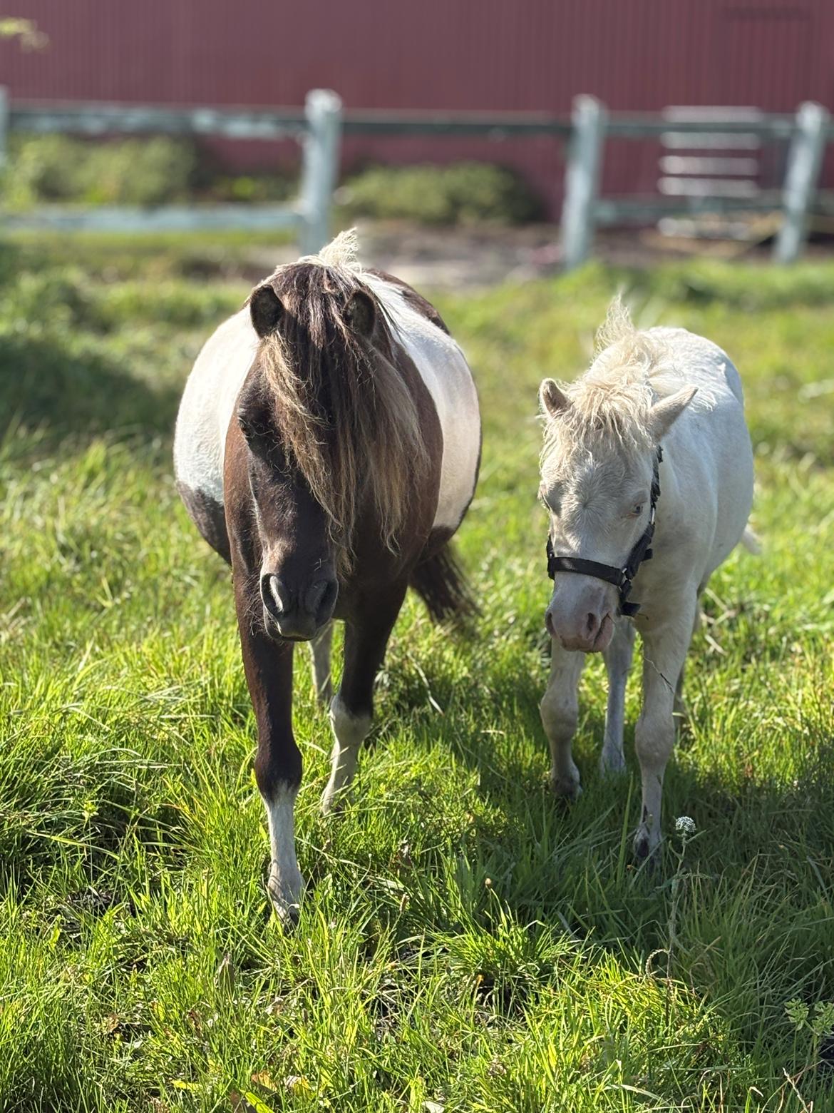 Welsh Partbred (Sec F) STEAL THE BOBBY MCGEE billede 16