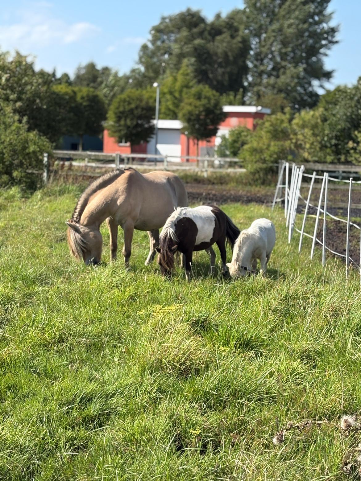 Welsh Partbred (Sec F) STEAL THE BOBBY MCGEE billede 17