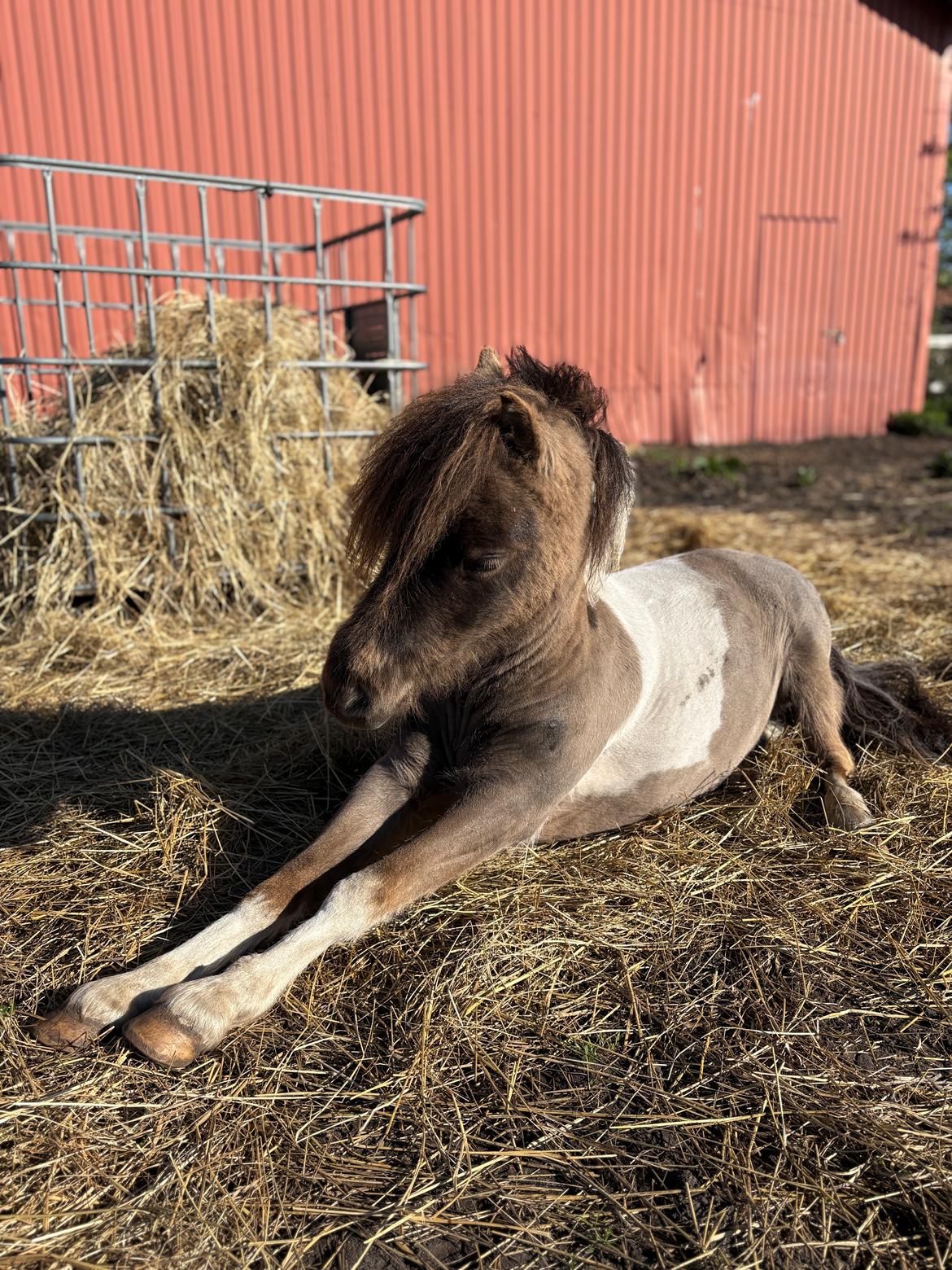 Welsh Partbred (Sec F) STEAL THE BOBBY MCGEE billede 11