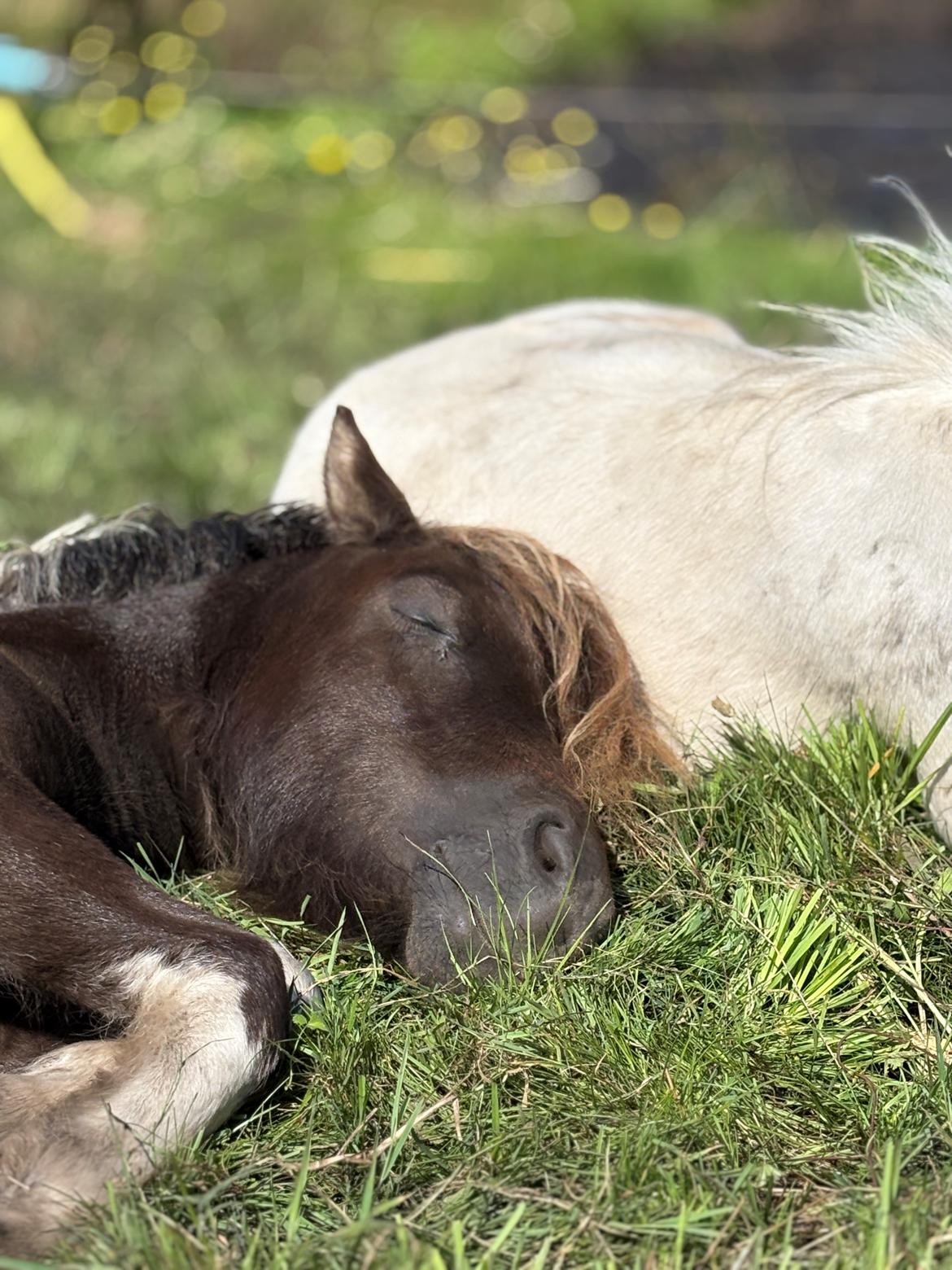 Welsh Partbred (Sec F) STEAL THE BOBBY MCGEE billede 18