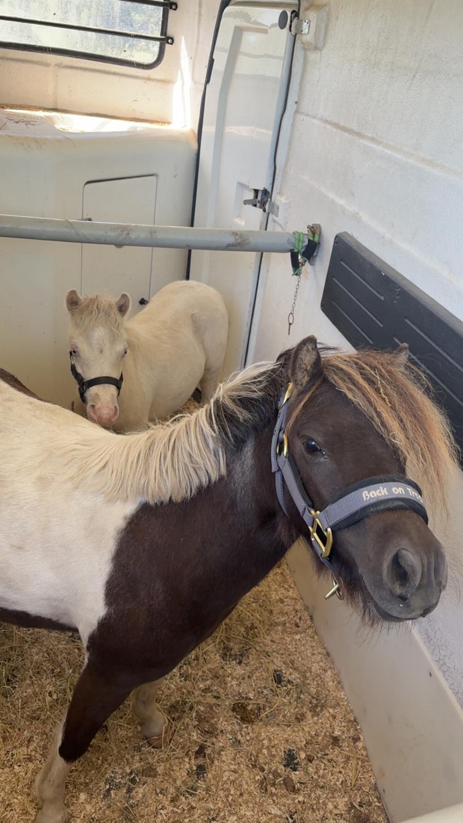 Welsh Partbred (Sec F) STEAL THE BOBBY MCGEE billede 20