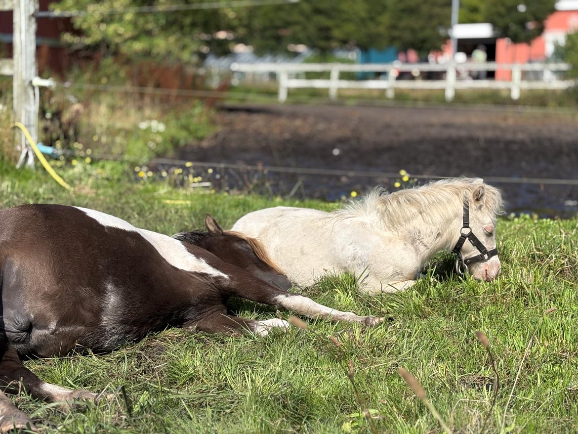 Welsh Partbred (Sec F) STEAL THE BOBBY MCGEE billede 19