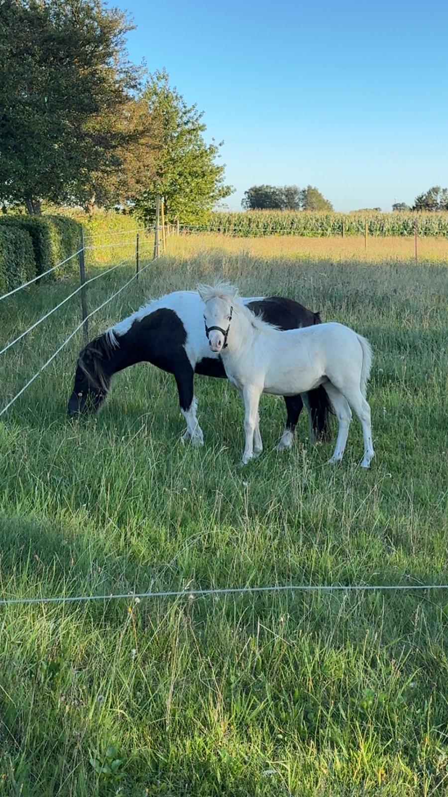 Welsh Partbred (Sec F) STEAL THE BOBBY MCGEE billede 21