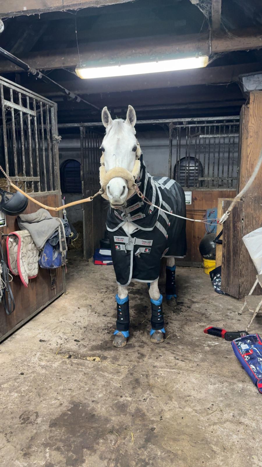 Arabisk fuldblod (OX) MAX MI AMIRA OX billede 2