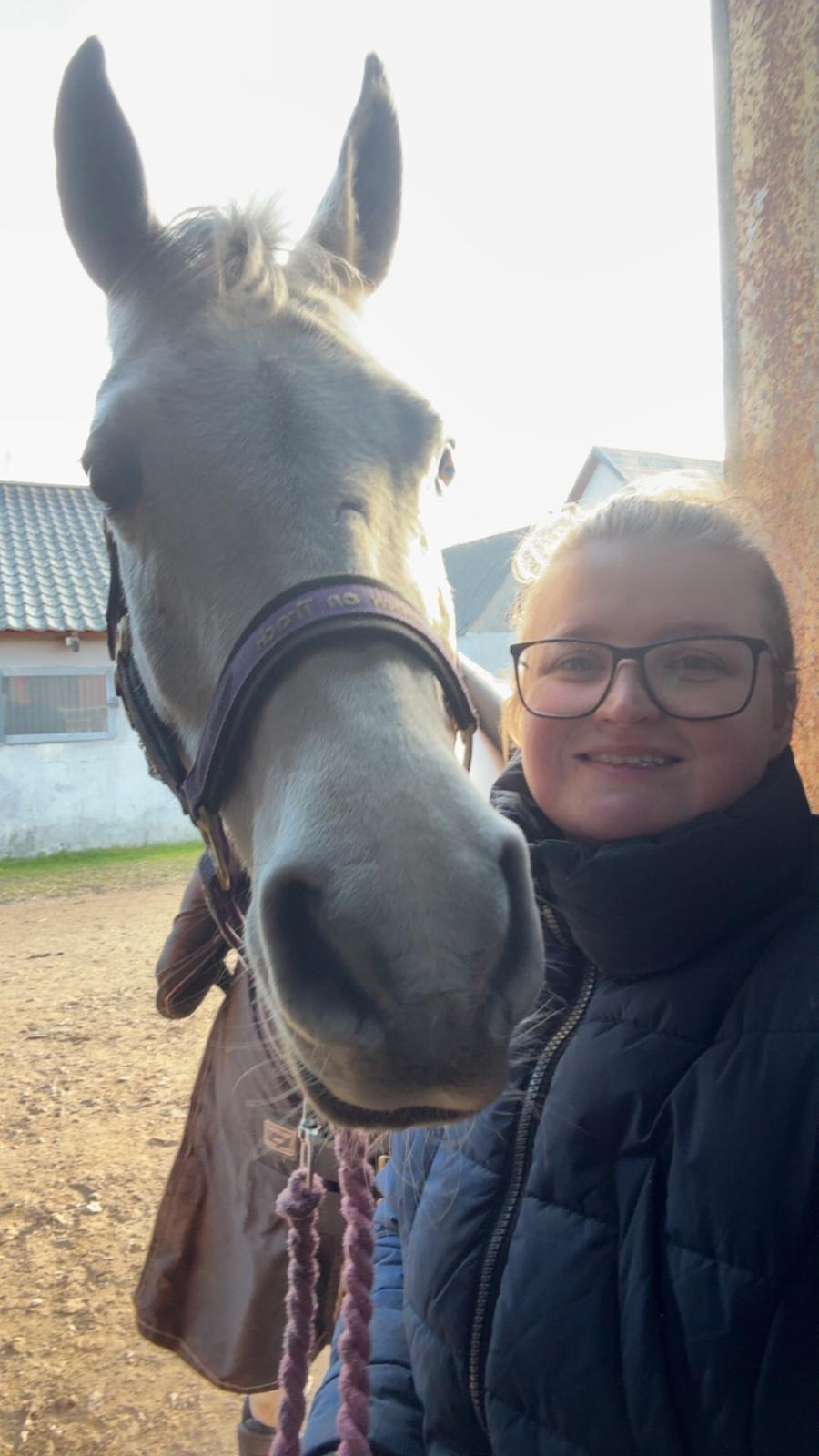 Arabisk fuldblod (OX) MAX MI AMIRA OX billede 3