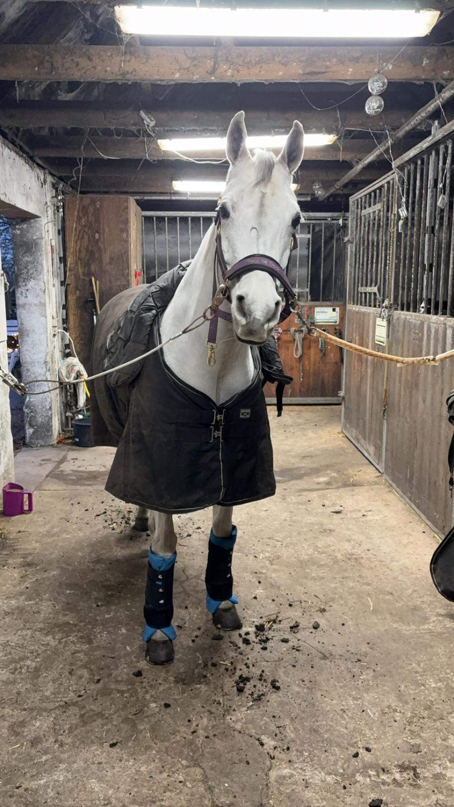 Arabisk fuldblod (OX) MAX MI AMIRA OX billede 4