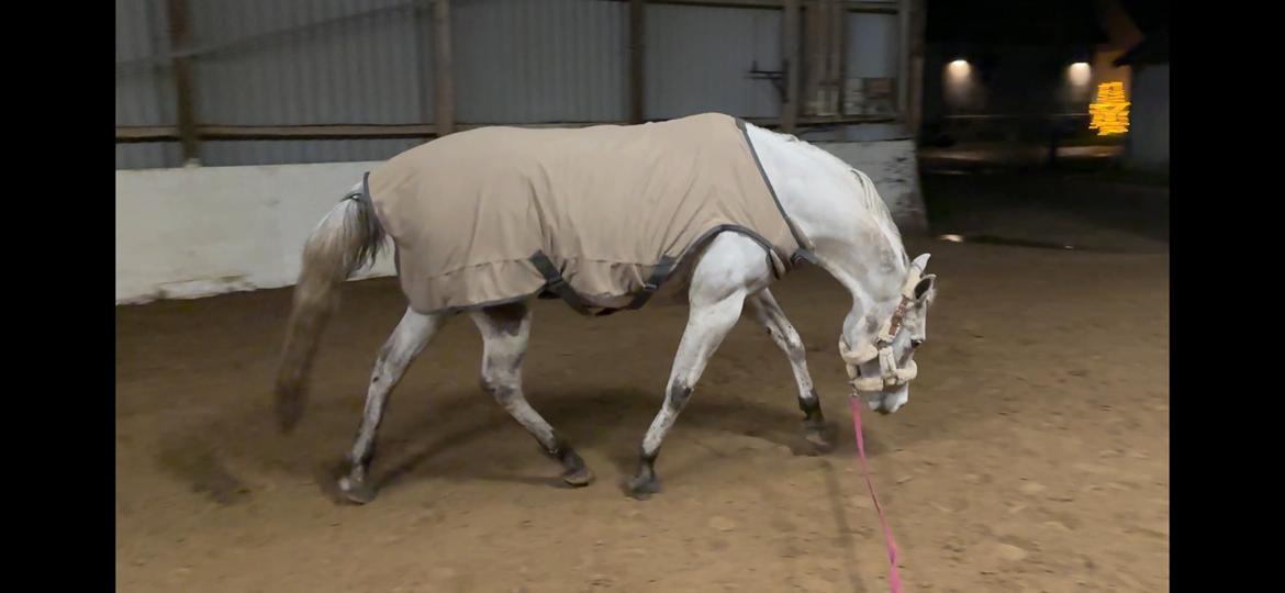 Arabisk fuldblod (OX) MAX MI AMIRA OX billede 5