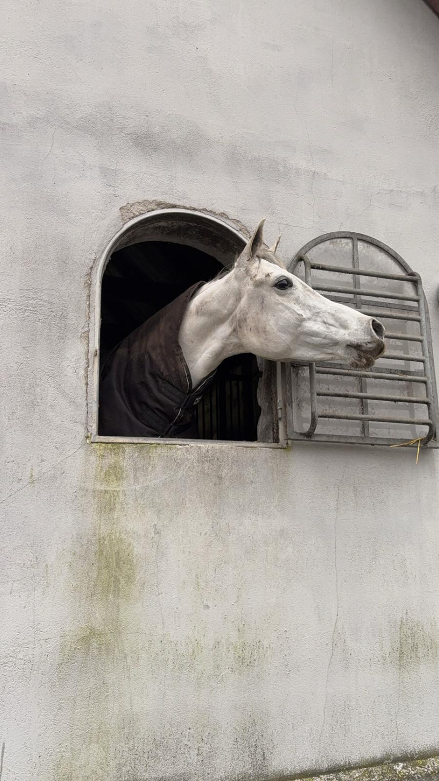 Arabisk fuldblod (OX) MAX MI AMIRA OX billede 6