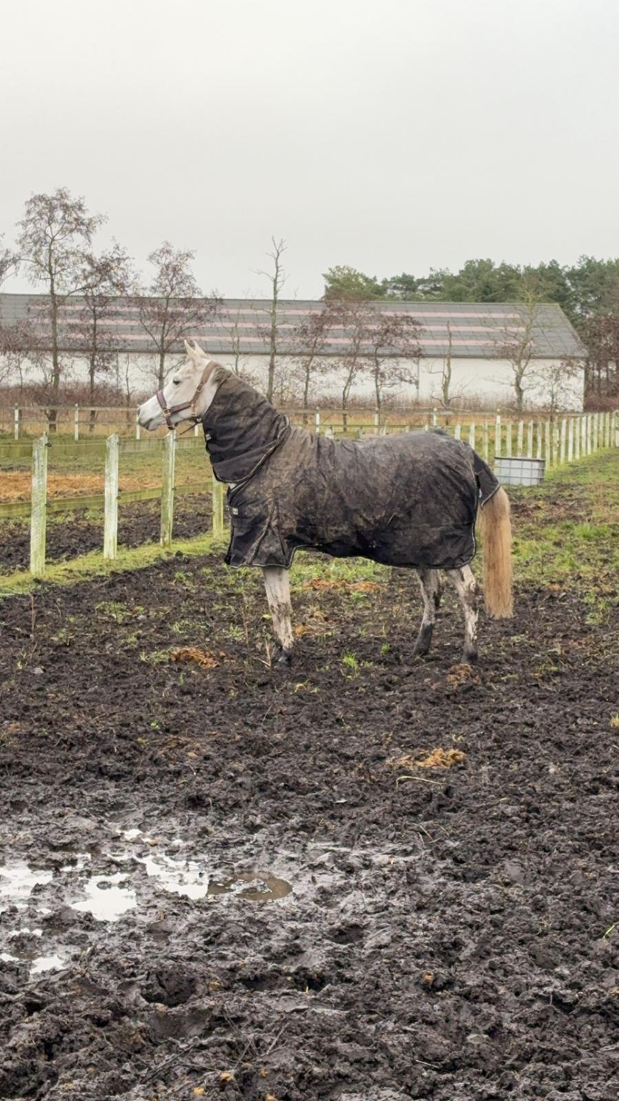 Arabisk fuldblod (OX) MAX MI AMIRA OX billede 7