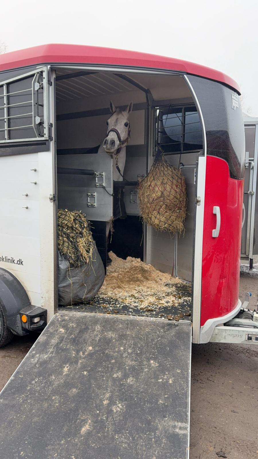 Arabisk fuldblod (OX) MAX MI AMIRA OX billede 8