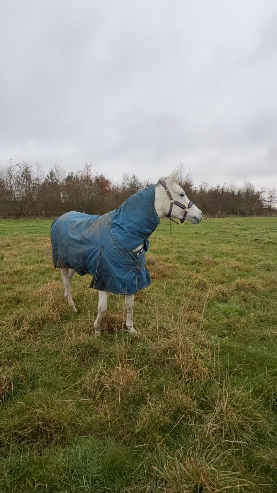 Arabisk fuldblod (OX) MAX MI AMIRA OX billede 9