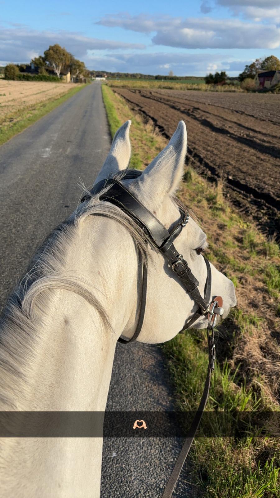 Arabisk fuldblod (OX) MAX MI AMIRA OX billede 10