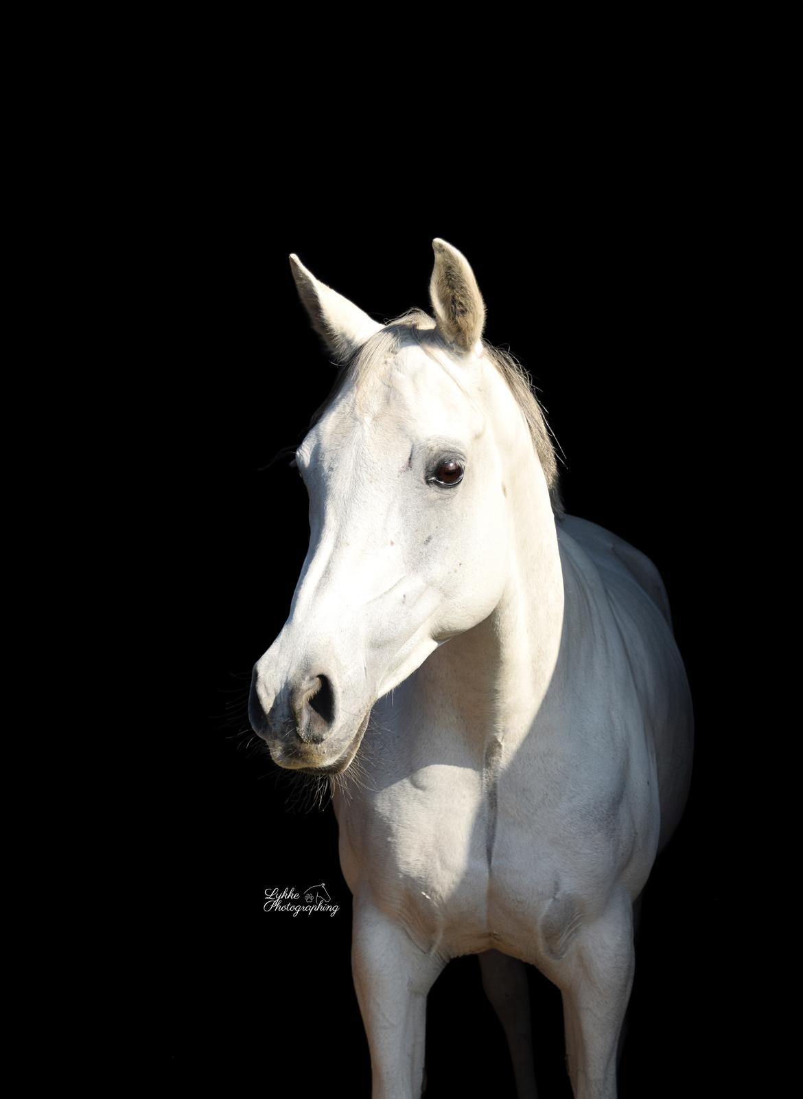 Arabisk fuldblod (OX) MAX MI AMIRA OX billede 11