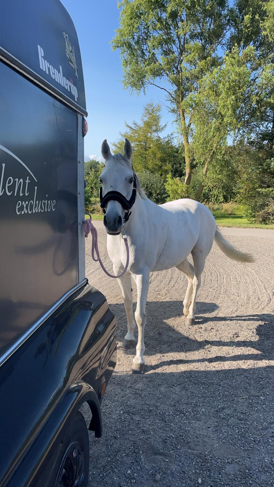 Arabisk fuldblod (OX) MAX MI AMIRA OX billede 13