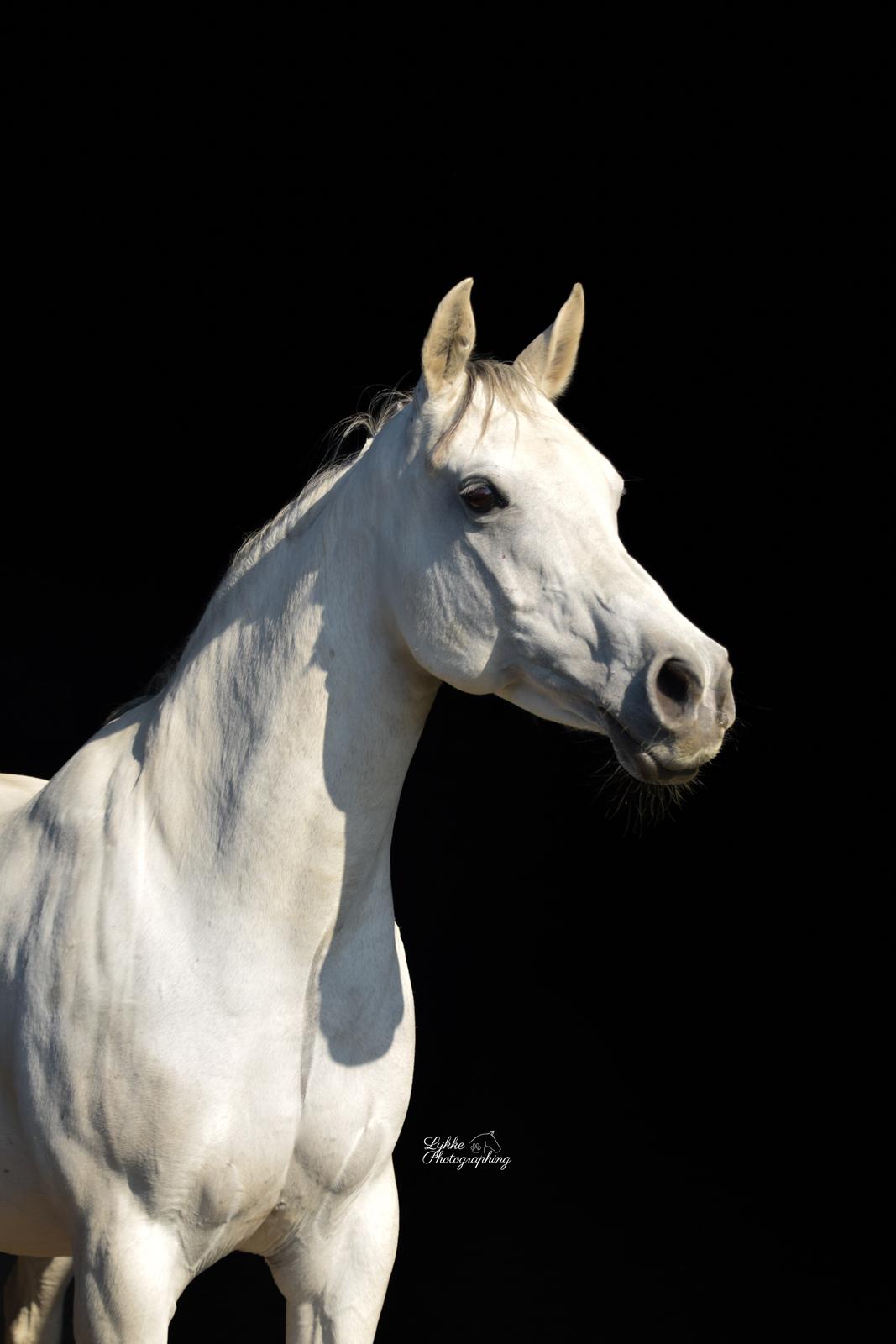 Arabisk fuldblod (OX) MAX MI AMIRA OX billede 12