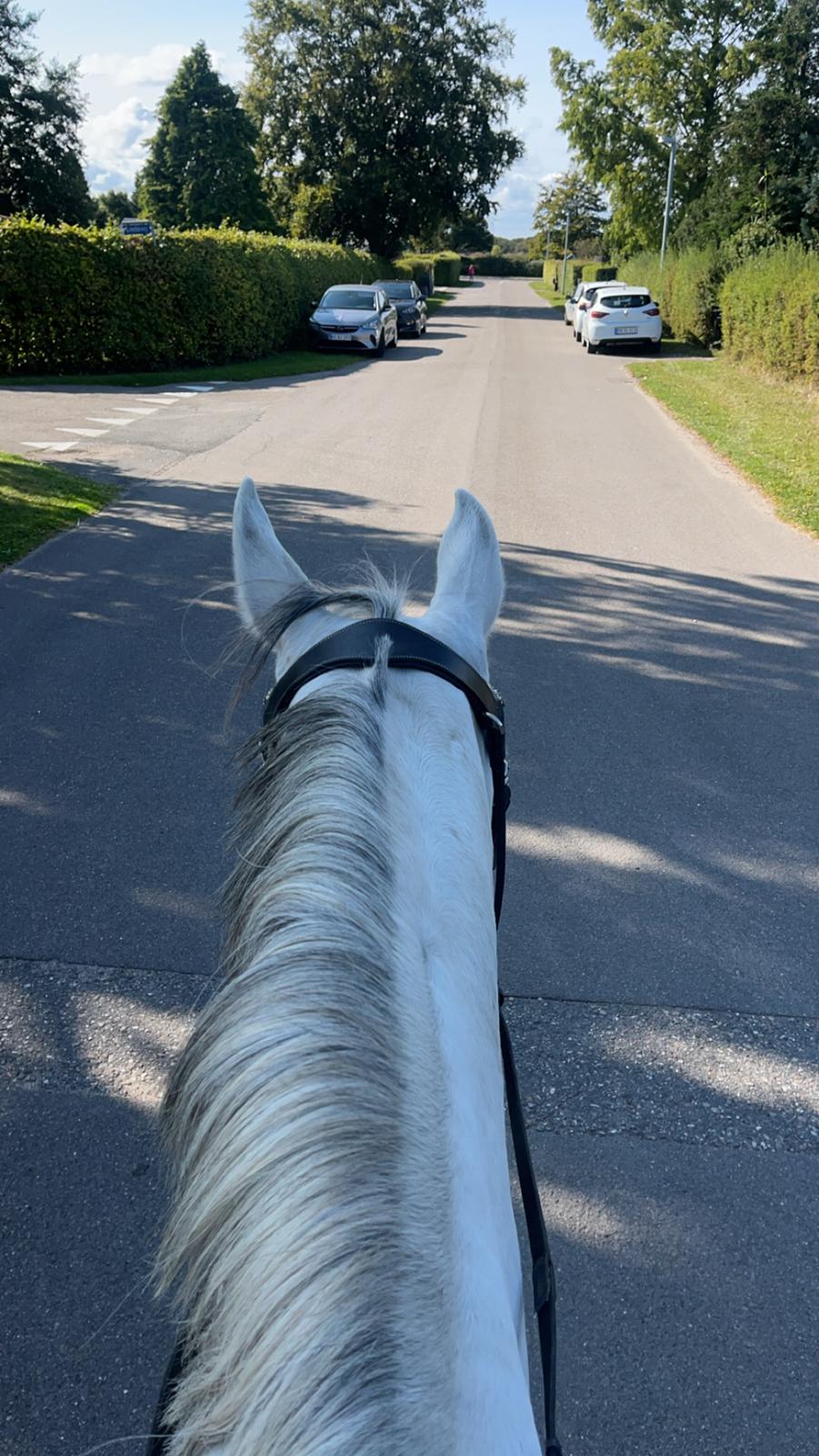 Arabisk fuldblod (OX) MAX MI AMIRA OX billede 14