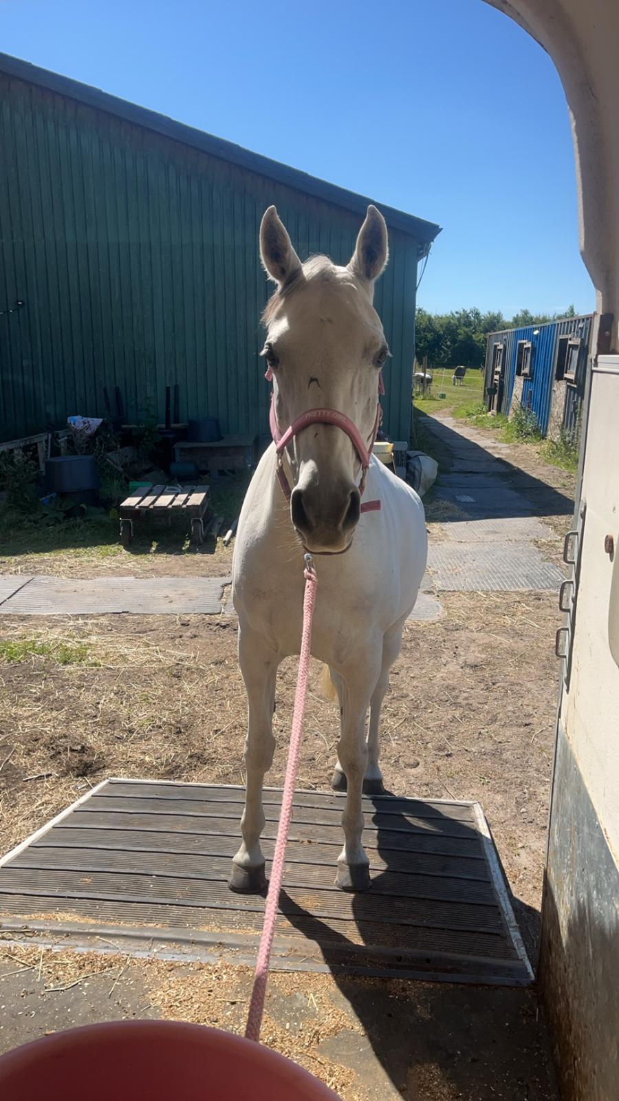 Arabisk fuldblod (OX) MAX MI AMIRA OX billede 15