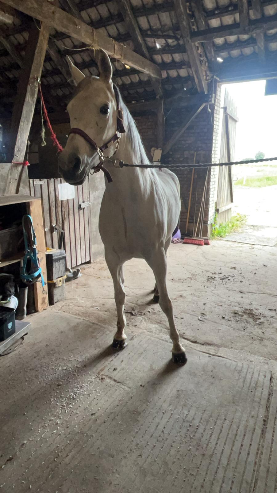 Arabisk fuldblod (OX) MAX MI AMIRA OX billede 17