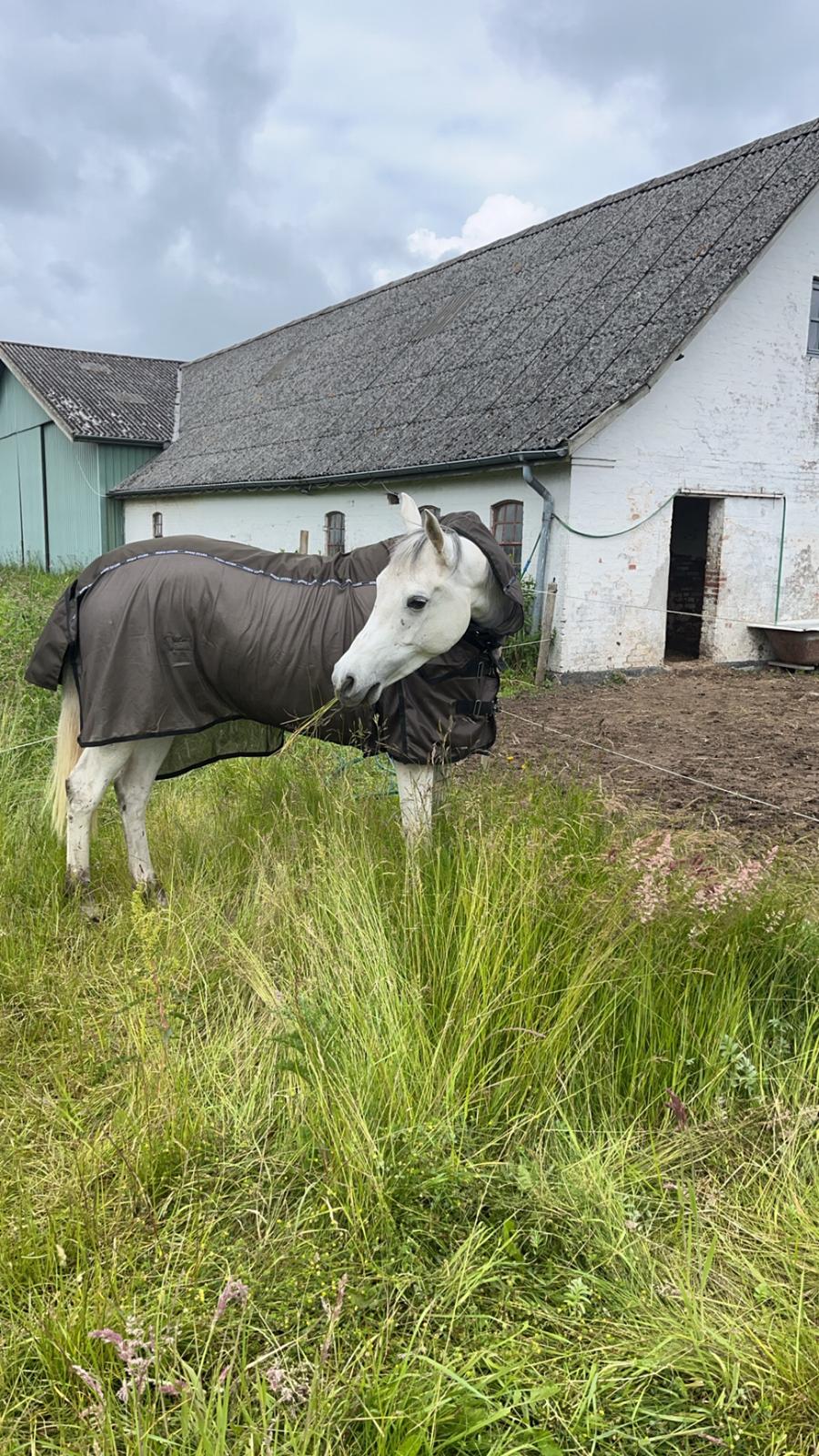 Arabisk fuldblod (OX) MAX MI AMIRA OX billede 16