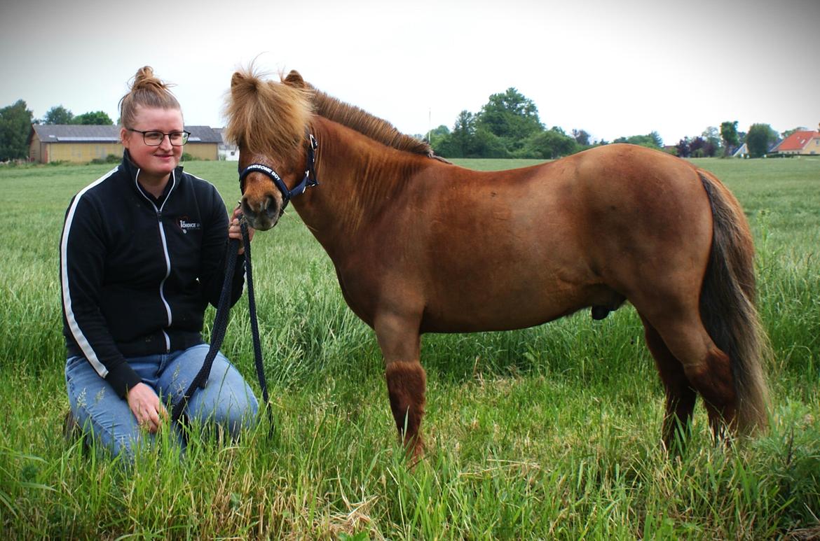 Dansk Miniature SØSTED'S RED MIDNIGHT STAR billede 2