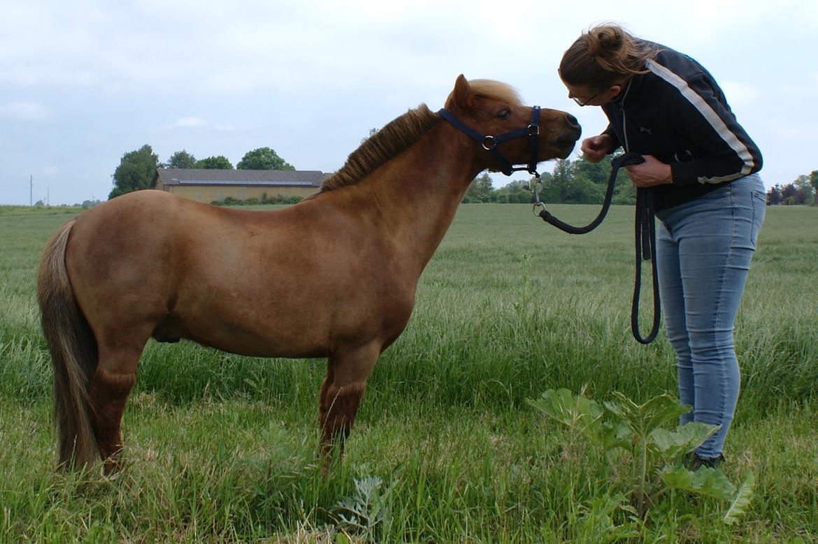Dansk Miniature SØSTED'S RED MIDNIGHT STAR billede 1