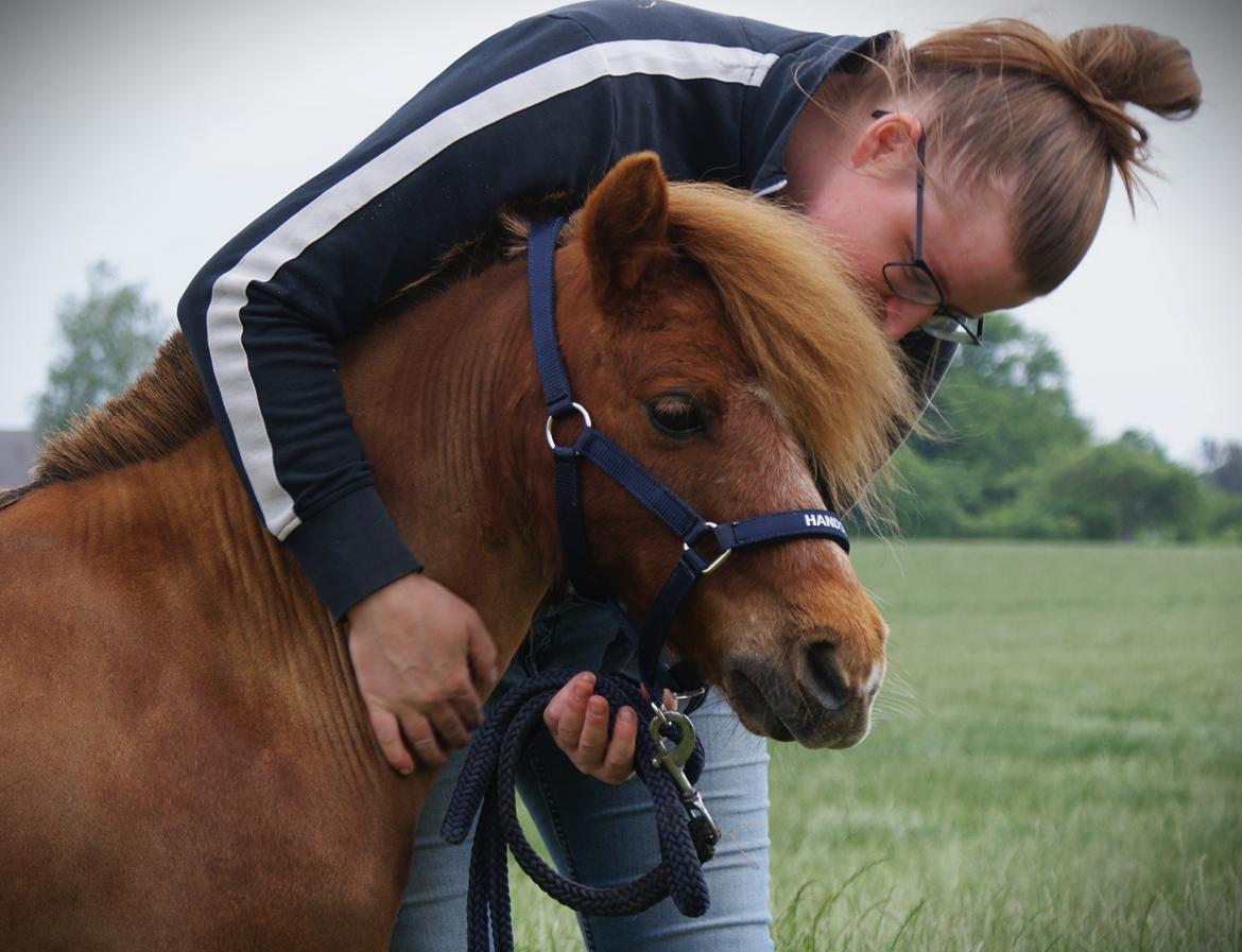 Dansk Miniature SØSTED'S RED MIDNIGHT STAR billede 3