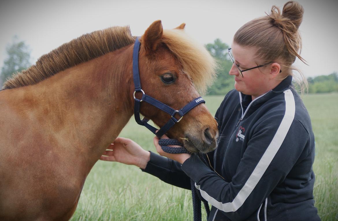 Dansk Miniature SØSTED'S RED MIDNIGHT STAR billede 4