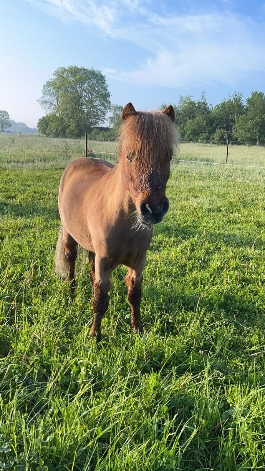 Dansk Miniature SØSTED'S RED MIDNIGHT STAR billede 5