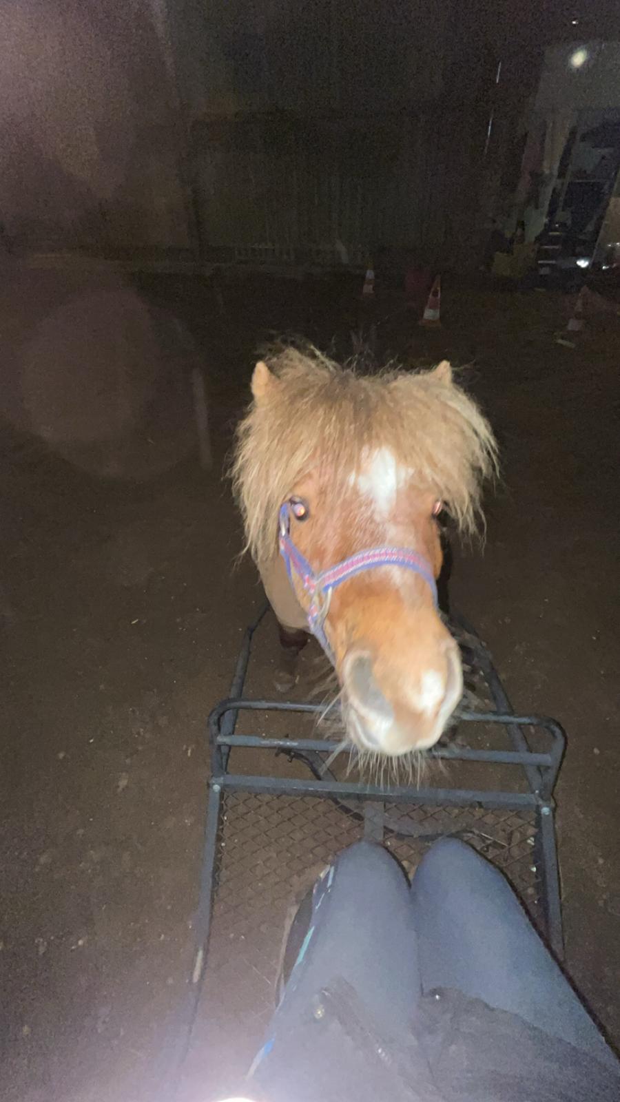 Dansk Miniature SØSTED'S RED MIDNIGHT STAR billede 6