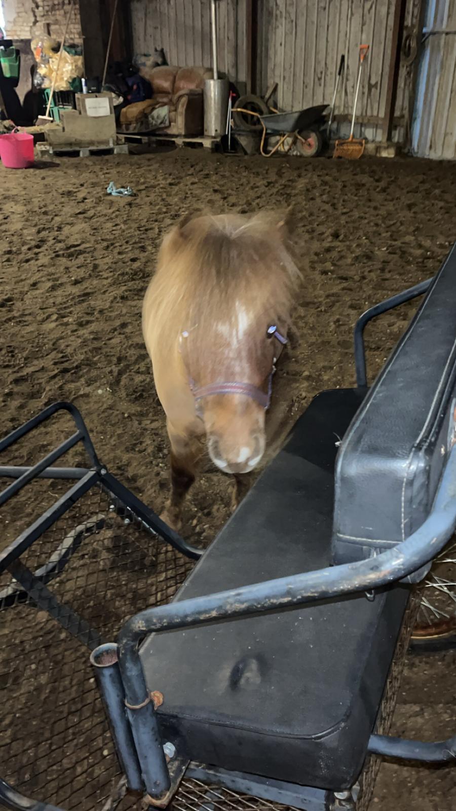 Dansk Miniature SØSTED'S RED MIDNIGHT STAR billede 7