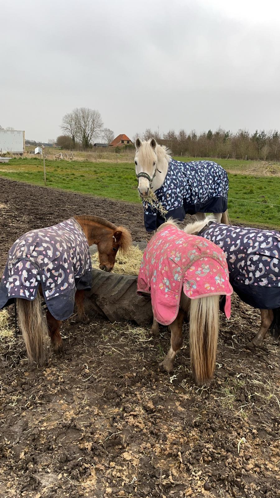 Dansk Miniature SØSTED'S RED MIDNIGHT STAR billede 8