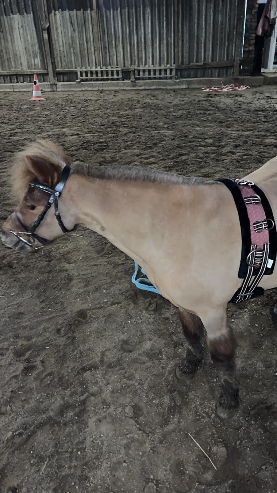 Dansk Miniature SØSTED'S RED MIDNIGHT STAR billede 10