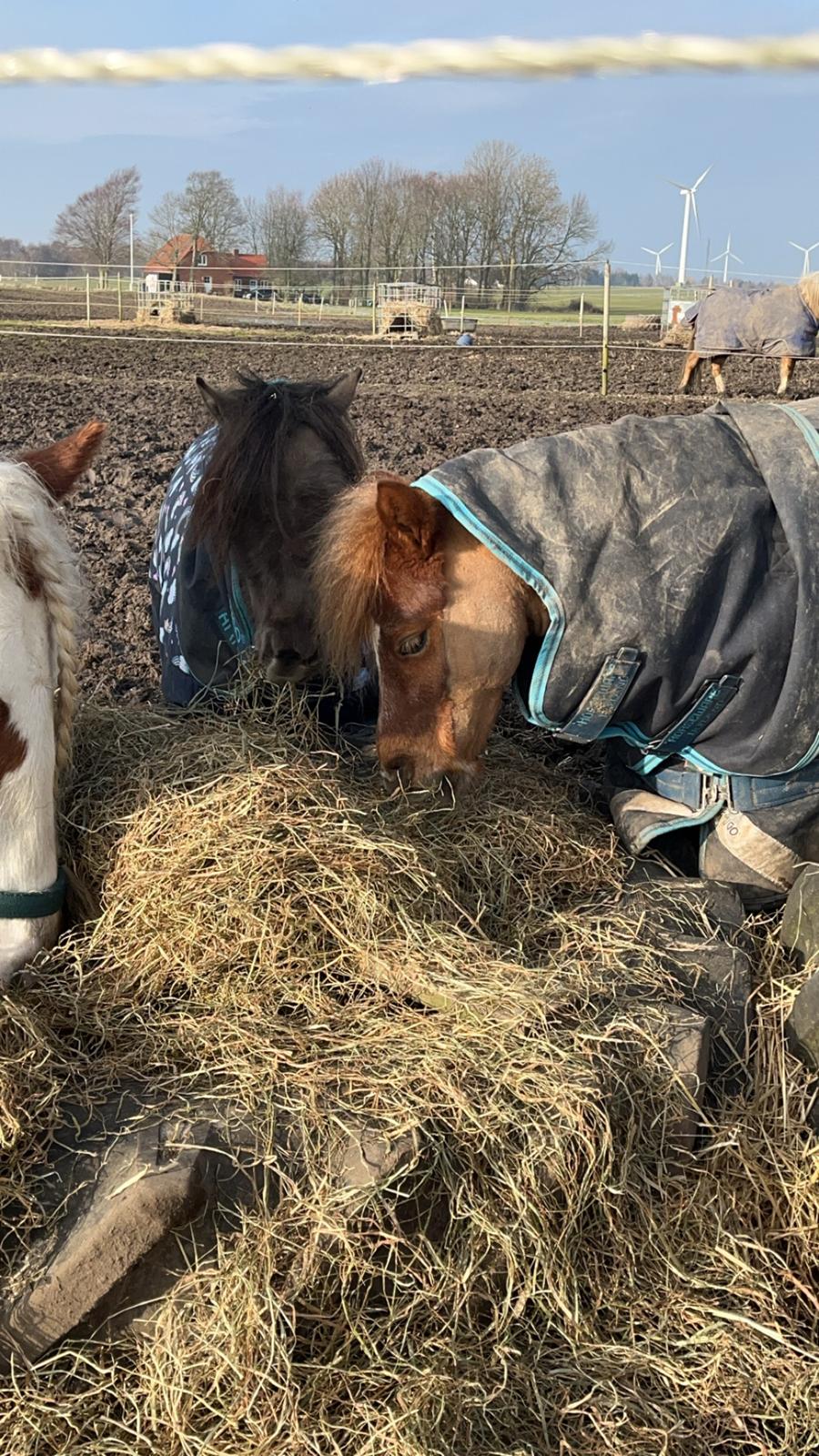 Dansk Miniature SØSTED'S RED MIDNIGHT STAR billede 11