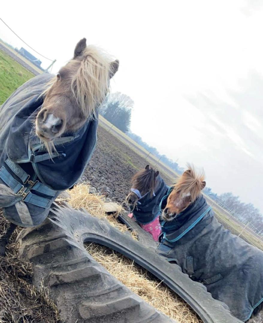 Dansk Miniature SØSTED'S RED MIDNIGHT STAR billede 12