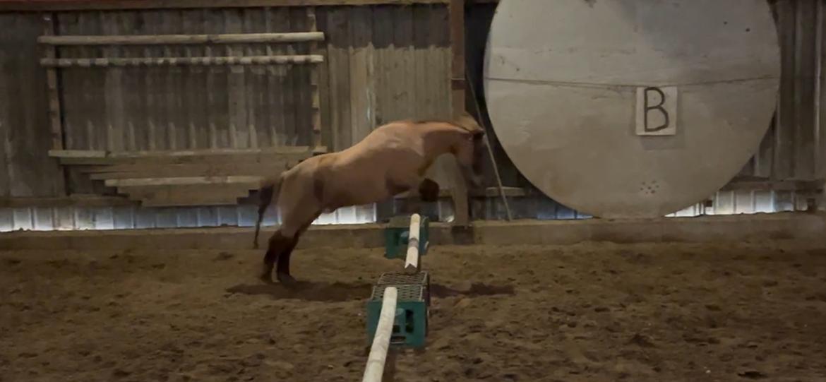 Dansk Miniature SØSTED'S RED MIDNIGHT STAR billede 13