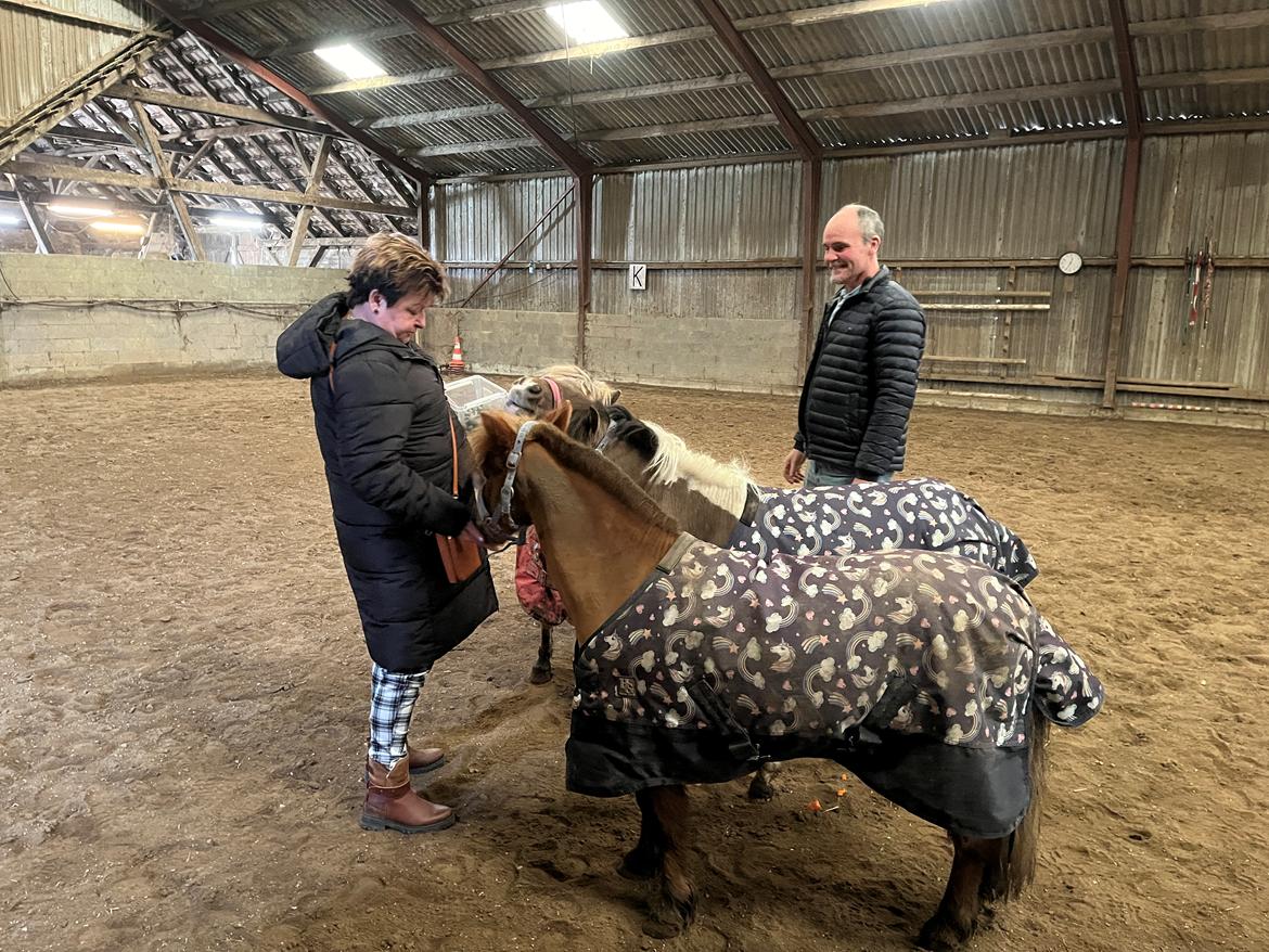 Dansk Miniature SØSTED'S RED MIDNIGHT STAR billede 9